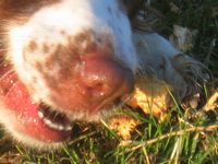 click for a larger view